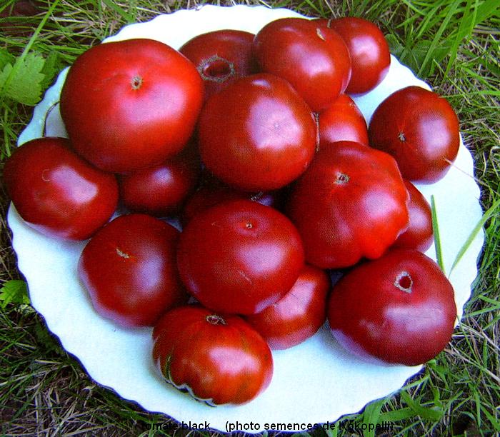 Tomates Bio du Pays