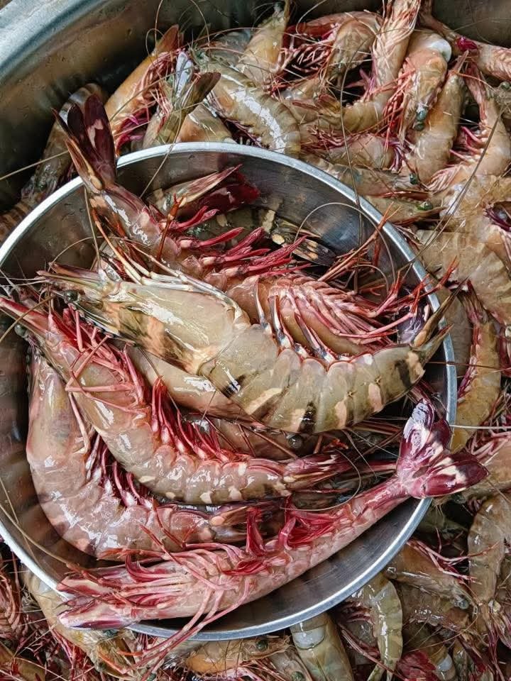 Gambas tigrées
