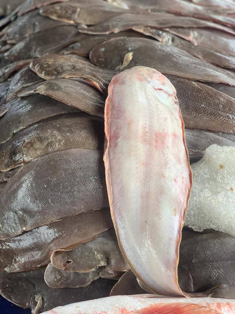 Grosses Soles bien charnues et larges